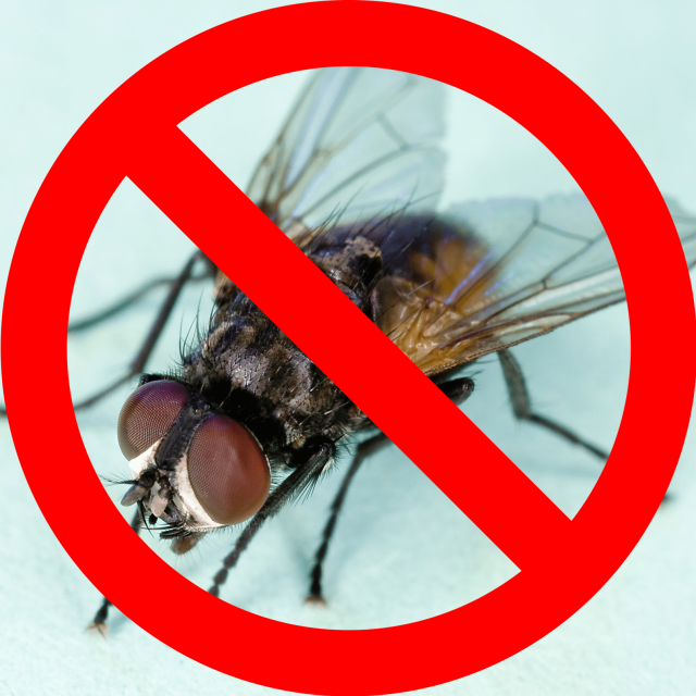 Борьба с мухами. Уничтожение мух. Дезинсекция мух. Борьба с насекомыми. Лучшая борьба с мухами
